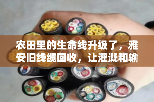 农田里的生命线升级了,雅安旧线缆回收,让灌溉和输电省钱又省心 农田里的生命线升级了,雅安旧线缆回收,让灌溉和输电省钱又省心